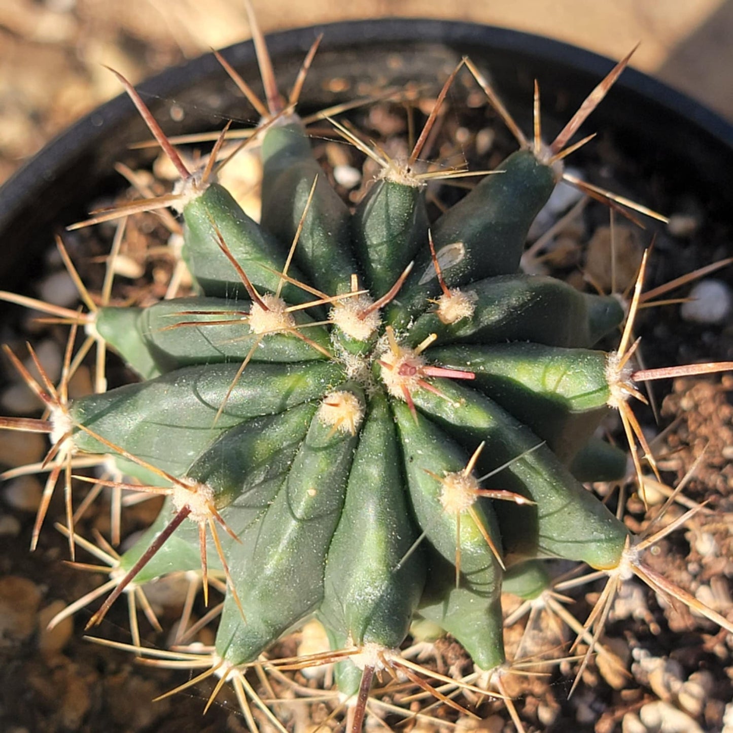 DesertScapeSucculent Succulent 4" Assorted Thelocactus 'Thelocactus matudae'