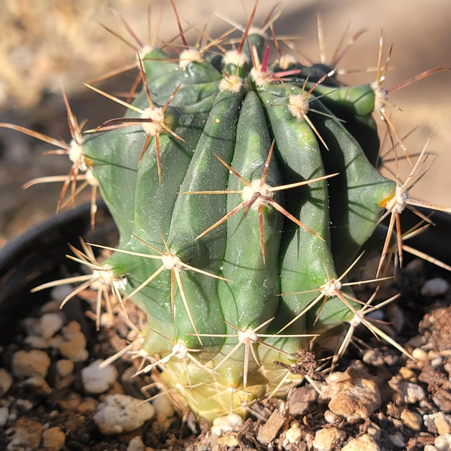 DesertScapeSucculent Succulent 4" Assorted Thelocactus 'Thelocactus matudae'