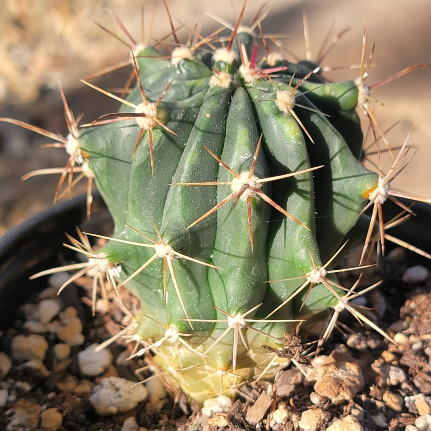 Thelocactus 'Thelocactus matudae' - 4 Inch Assorted - Cactus - DesertScapeSucculent
