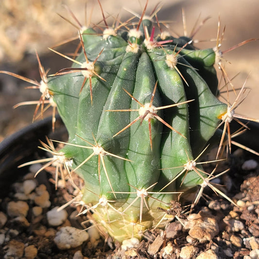 Thelocactus 'Thelocactus matudae'