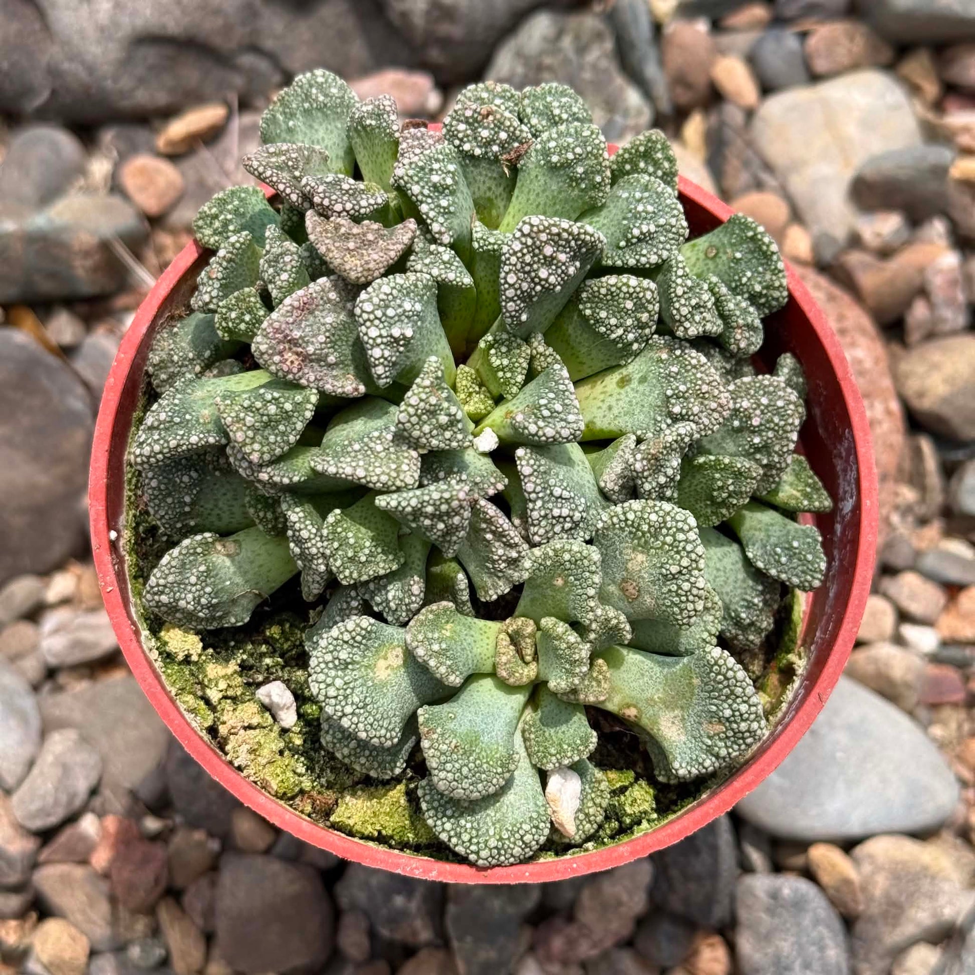 DesertScapeSucculent Succulent 4 Inch Titanopsis calcarea 'Concrete Leaf'