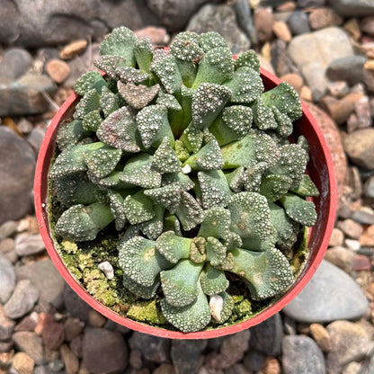 DesertScapeSucculent Succulent 4 Inch Titanopsis calcarea 'Concrete Leaf'