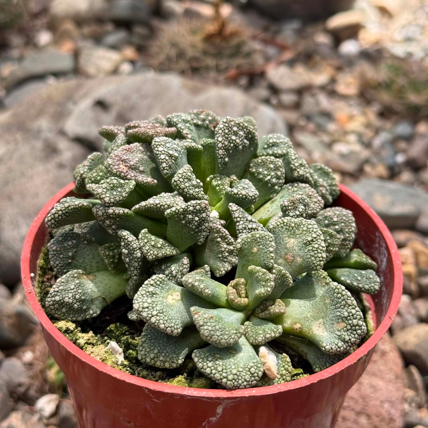 DesertScapeSucculent Succulent 4 Inch Titanopsis calcarea 'Concrete Leaf'
