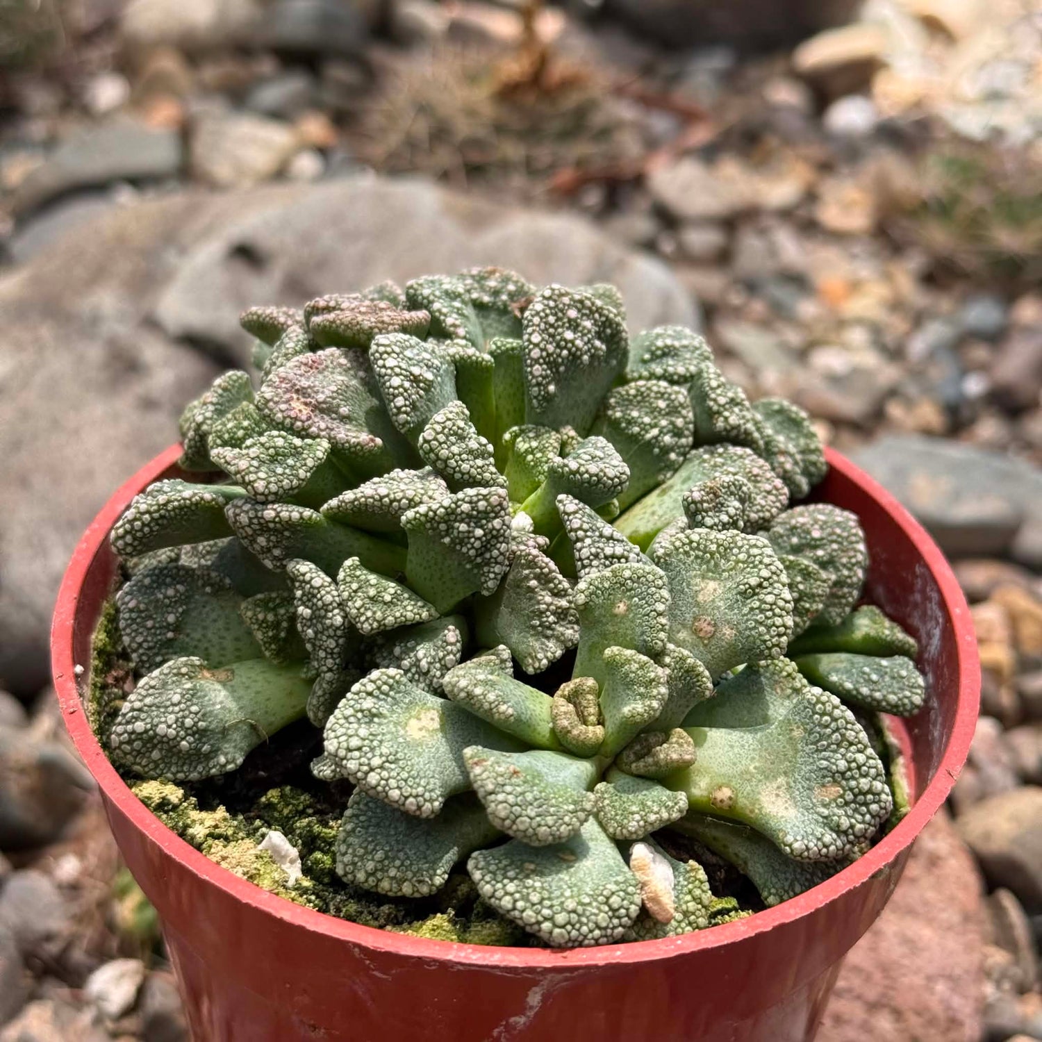 DesertScapeSucculent Succulent 4 Inch Titanopsis calcarea 'Concrete Leaf'