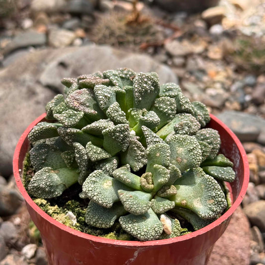 DesertScapeSucculent Succulent 4 Inch Titanopsis calcarea 'Concrete Leaf'