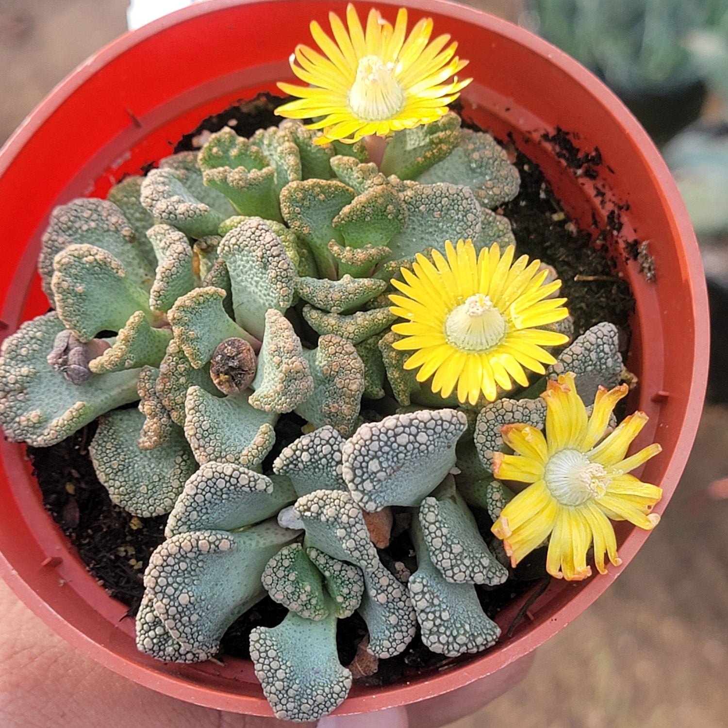 DesertScapeSucculent Succulent 4" Assorted Titanopsis calcarea 'Concrete Leaf'