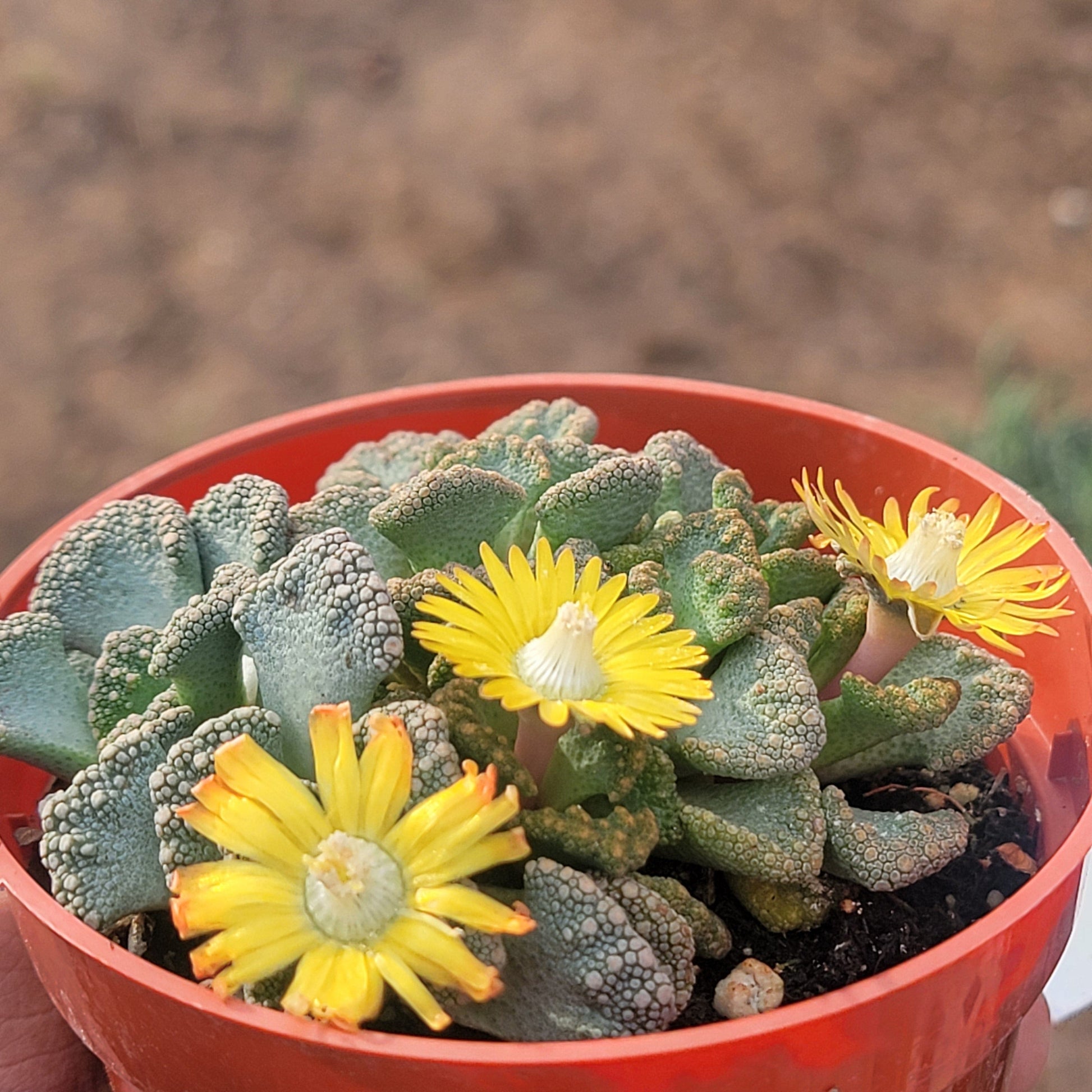 concrete leaf succulent care Titanopsis calcarea 'Concrete Leaf' – DesertScapeSucculent