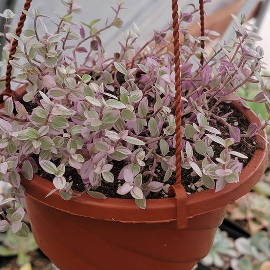 Callisia Repens f. 'Pantera Rosa' Var.