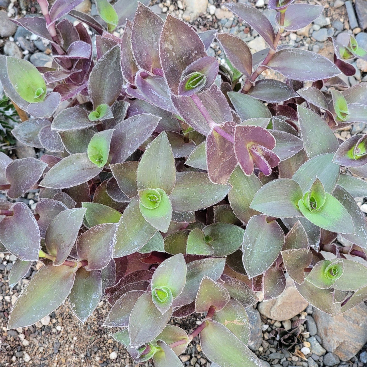 DesertScapeSucculent Succulent 6" 1 gal Assorted Tradescantia pallida 'Pale Puma' Wandering Jew