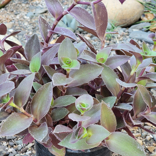 DesertScapeSucculent Succulent 6" 1 gal Assorted Tradescantia pallida 'Pale Puma' Wandering Jew