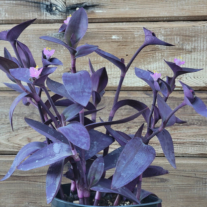 Tradescantia Pallida 'Purple Heart' Wandering Jew