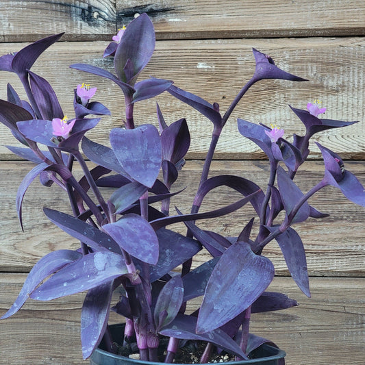 DesertScapeSucculent Succulent 6" 1 gal Tradescantia Pallida 'Purple Heart' Wandering Jew