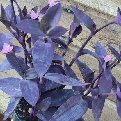 Tradescantia Pallida 'Purple Heart' Wandering Jew