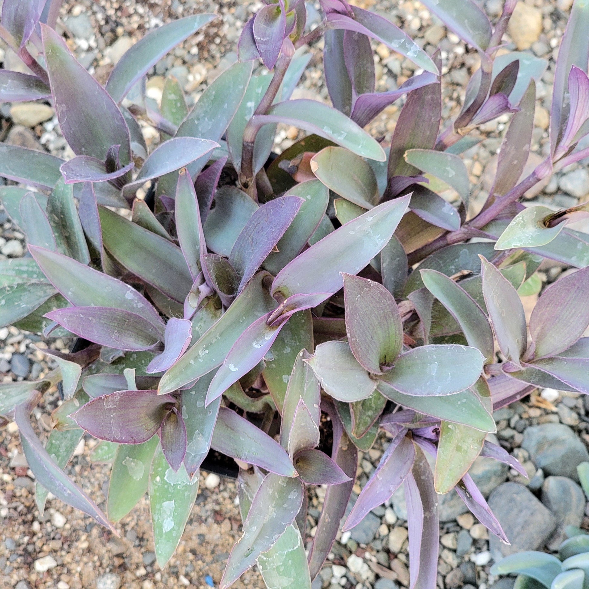 purple succulent vine Tradescantia pallida 'Purpurea' Wandering Jew – DesertScapeSucculent