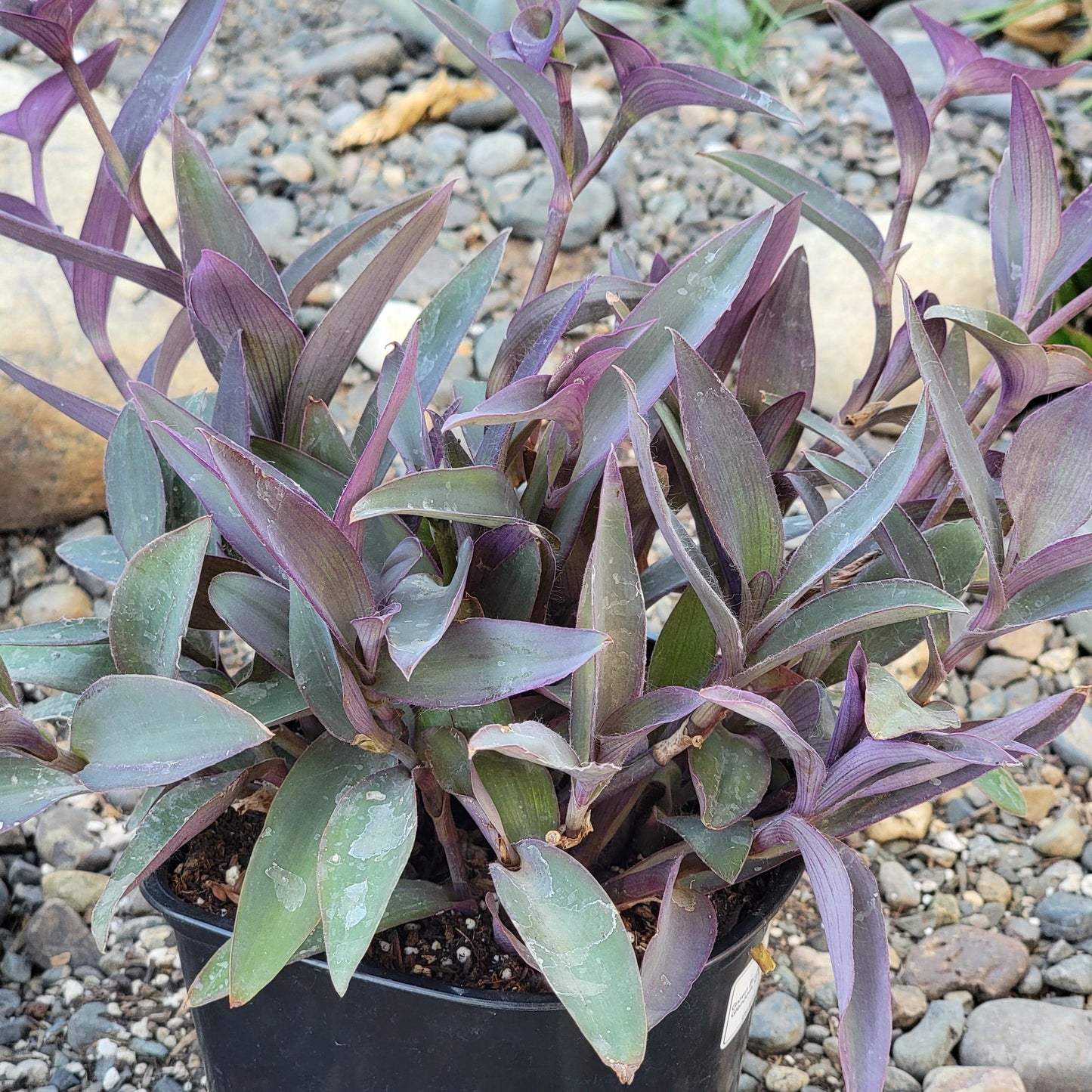 wandering jew plant succulent Tradescantia pallida 'Purpurea' Wandering Jew – DesertScapeSucculent