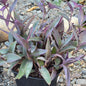 Tradescantia pallida 'Purpurea' Wandering Jew - 1 gal Assorted - Succulent - DesertScapeSucculent