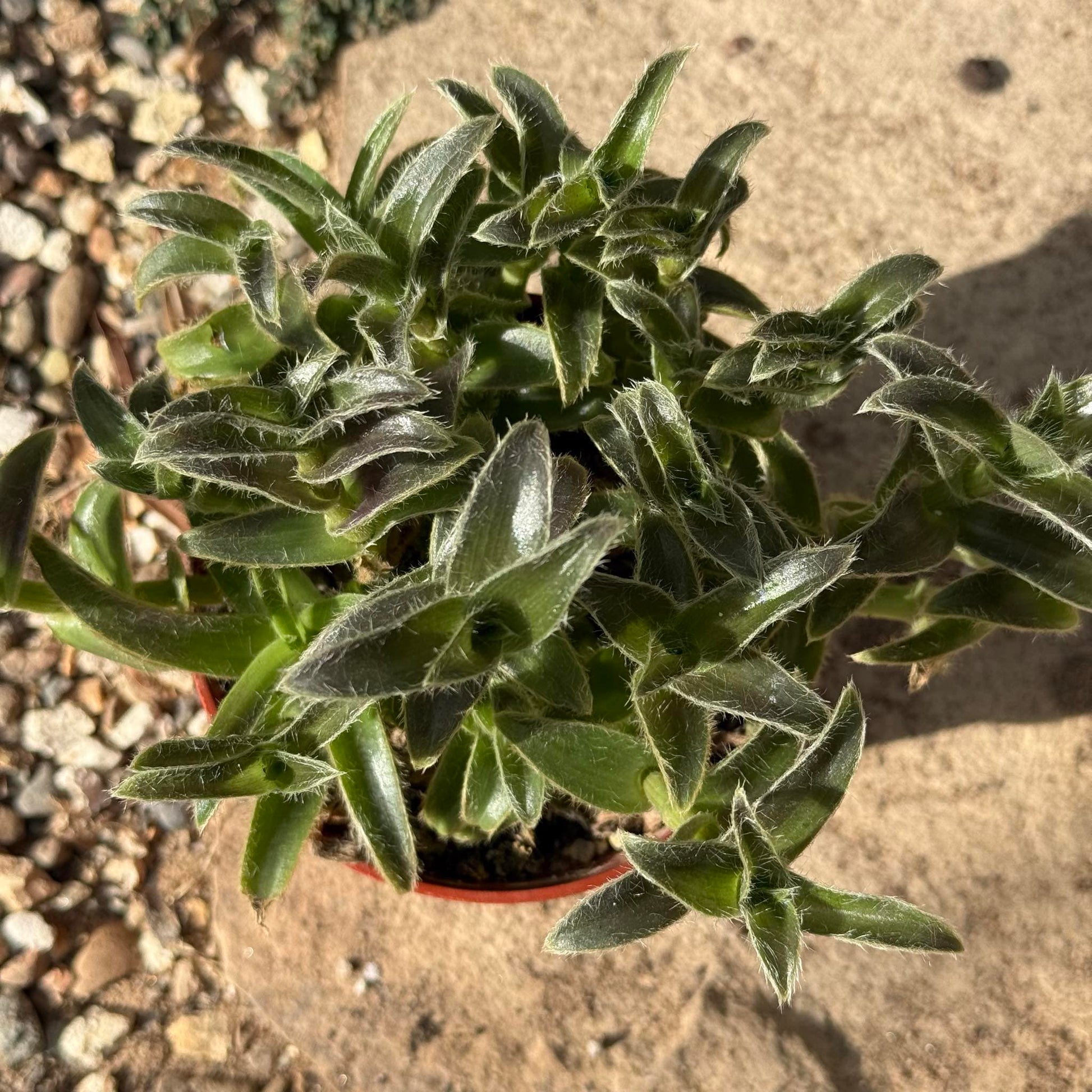 Tradescantia somaliensis 'Kitten Ears' - 4 Inch Assorted - Succulent - DesertScapeSucculent
