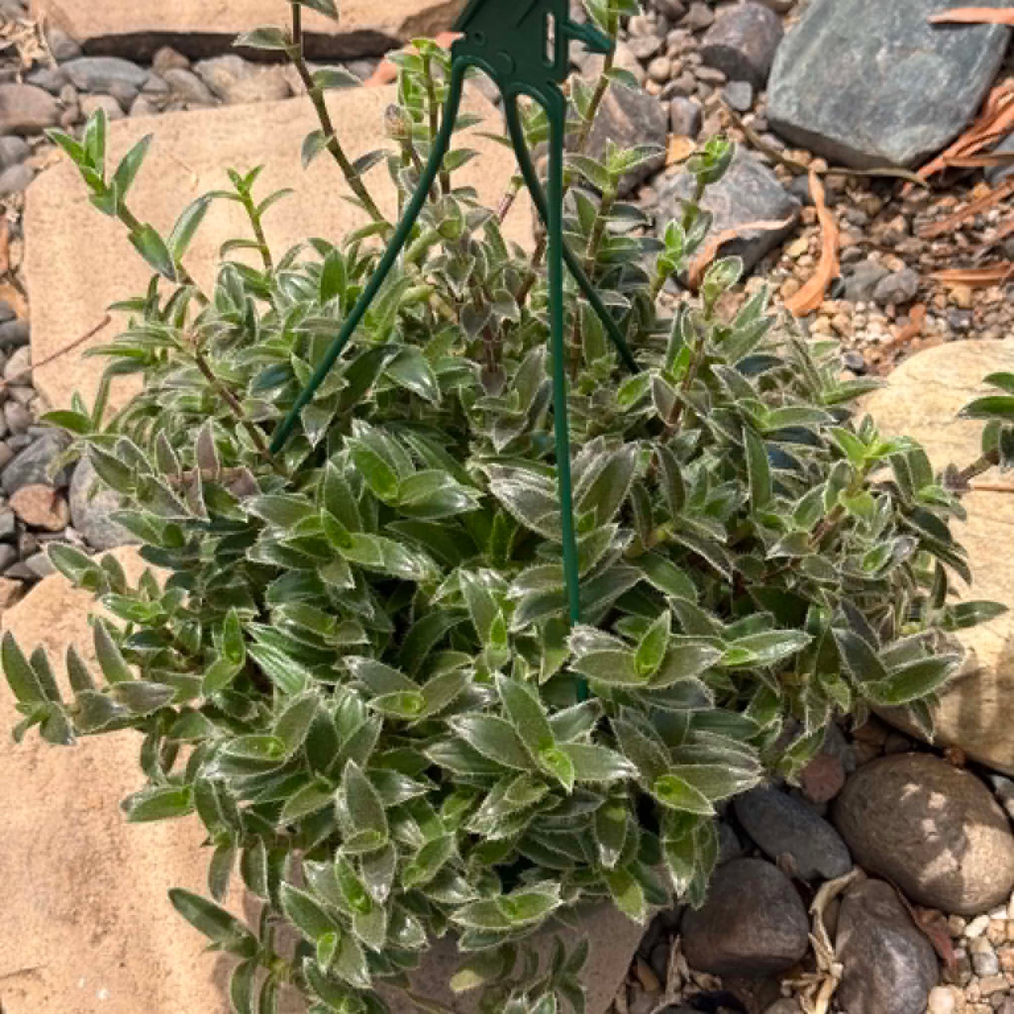 DesertScapeSucculent Succulent Tradescantia somaliensis 'Kitten Ears'
