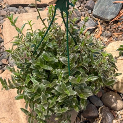 DesertScapeSucculent Succulent Tradescantia somaliensis 'Kitten Ears'