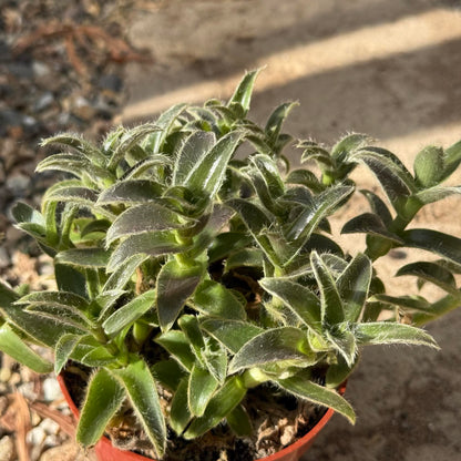Tradescantia somaliensis 'Kitten Ears' - 4 Inch Assorted - Succulent - DesertScapeSucculent