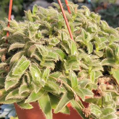 Tradescantia somaliensis 'Kitten Ears' - 6 Inch Assorted - Succulent - DesertScapeSucculent