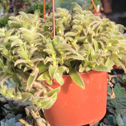 Tradescantia somaliensis 'Kitten Ears' - 4 Inch Assorted - Succulent - DesertScapeSucculent