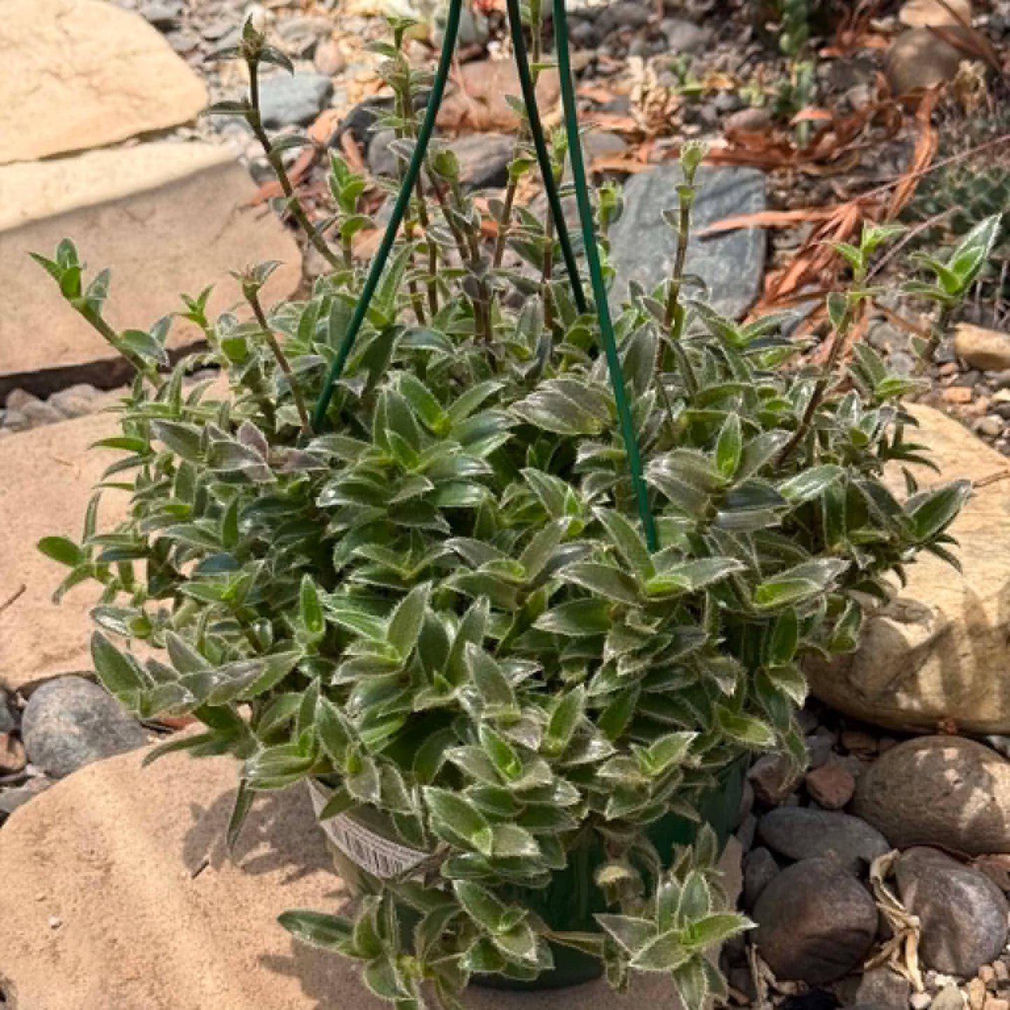 DesertScapeSucculent Succulent 8 Inch Tradescantia somaliensis 'Kitten Ears'