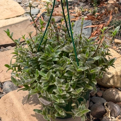 DesertScapeSucculent Succulent 8 Inch Tradescantia somaliensis 'Kitten Ears'