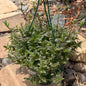 DesertScapeSucculent Succulent 8 Inch Tradescantia somaliensis 'Kitten Ears'