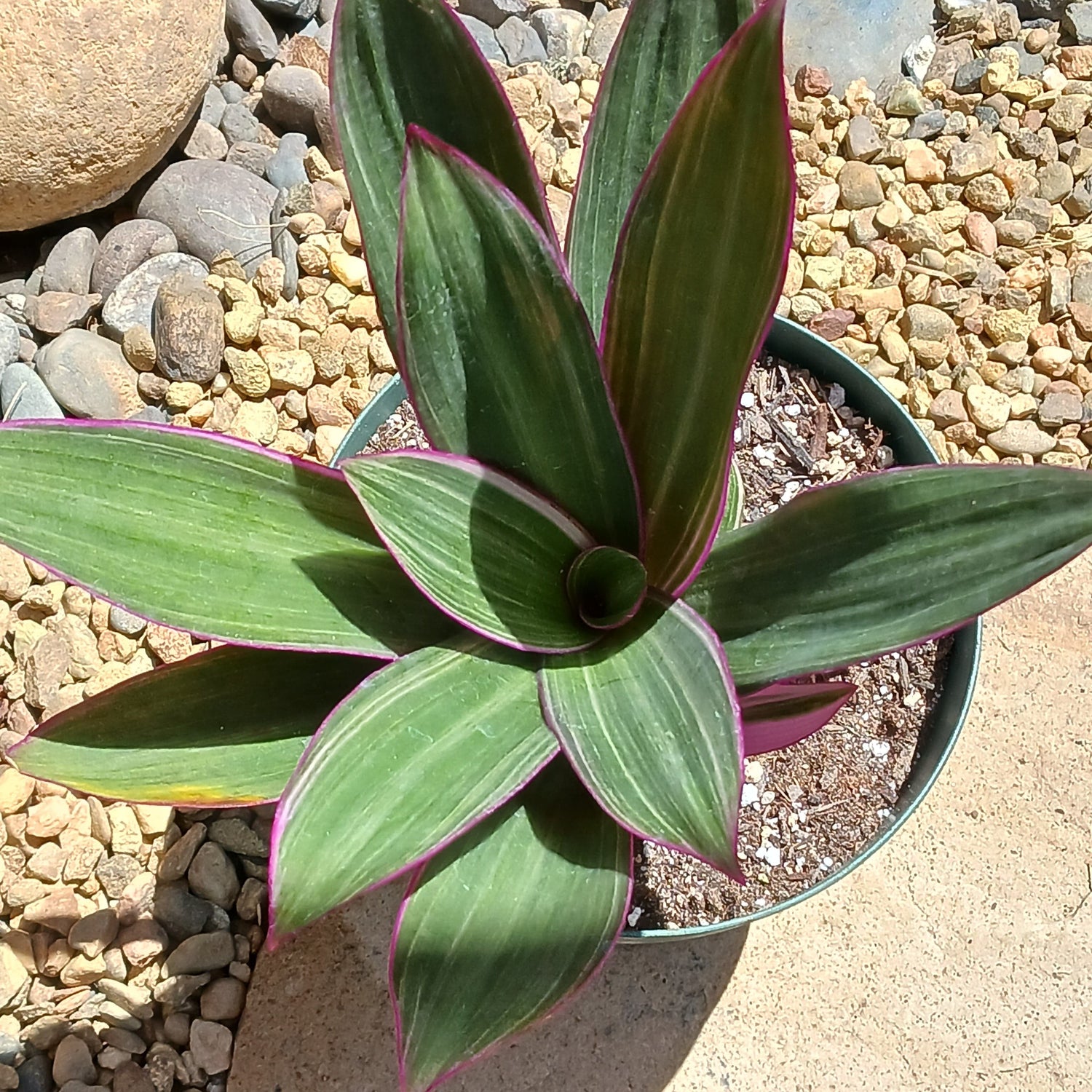 DesertScapeSucculent Succulent 6" Assorted Tradescantia spathacea 'Moses in a Cradle'