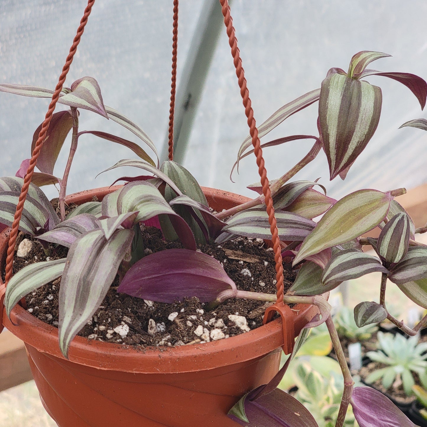 Tradescantia Zebrina 'Inch Plant'