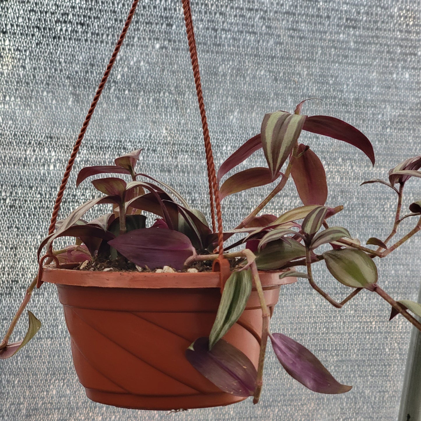 Tradescantia Zebrina 'Usine en pouces'