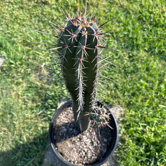 Trichocereus