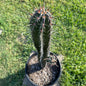 Trichocereus - 5 gal Assorted - Succulent - DesertScapeSucculent
