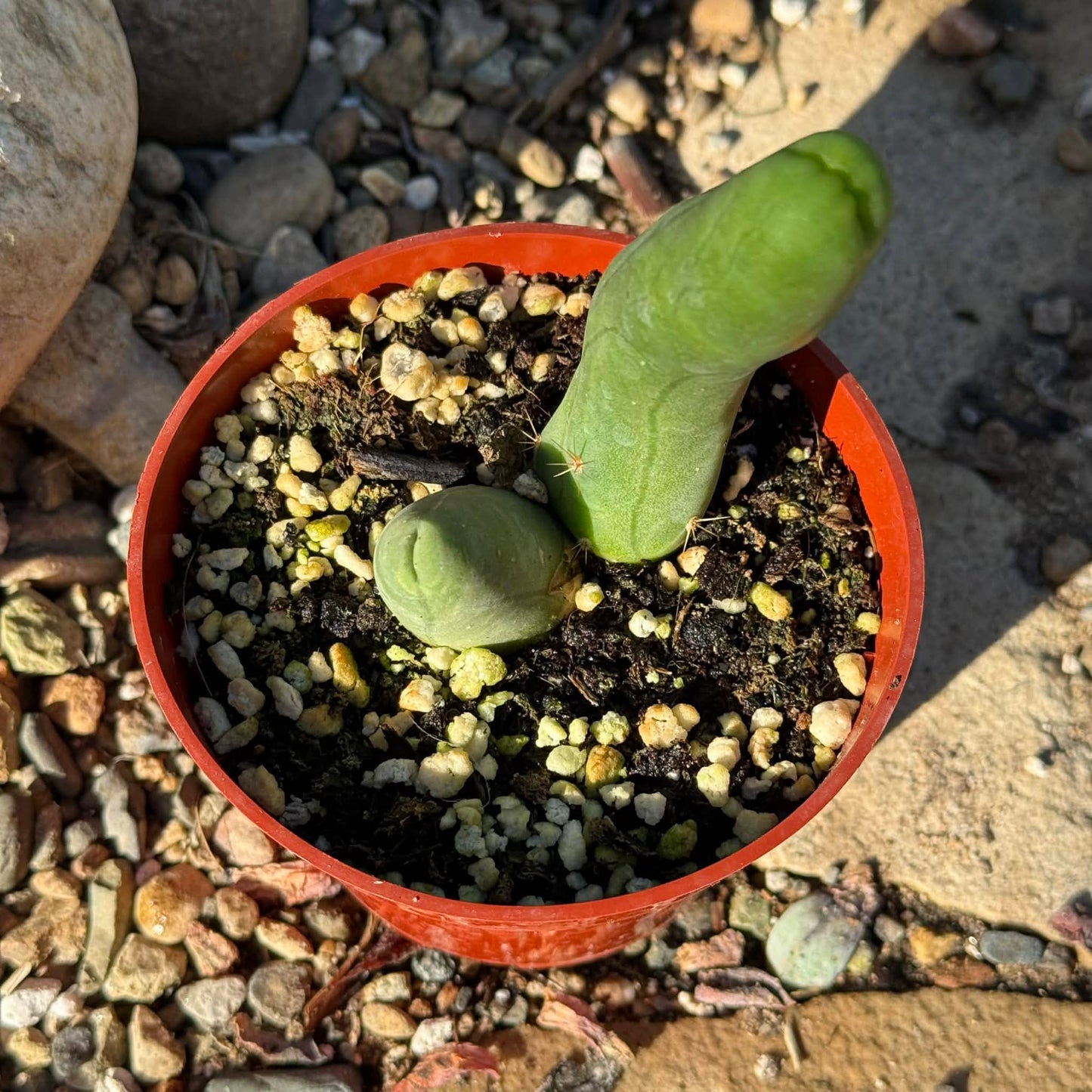 Trichocereus Bridgesii Monstrose 'Penis Cactus' - 4 Inch - Succulent - DesertScapeSucculent