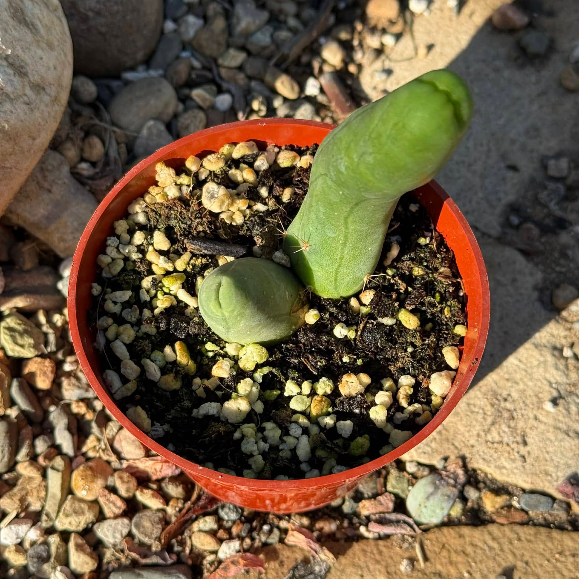 Trichocereus Bridgesii Monstrose 'Penis Cactus' - 4 Inch - Succulent - DesertScapeSucculent