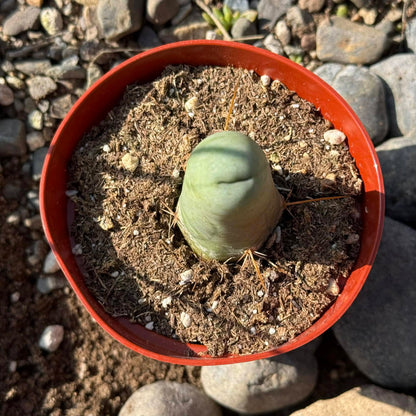 DesertScapeSucculent Succulent Trichocereus Bridgesii Monstrose 'Penis Cactus'