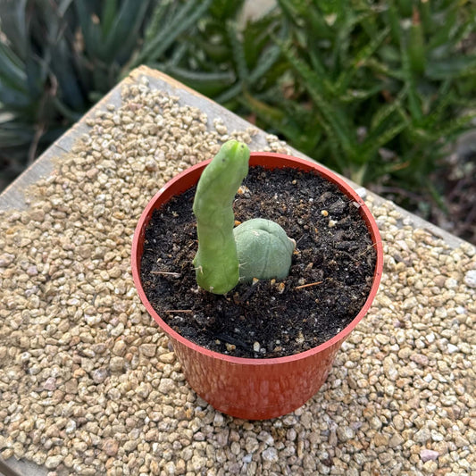 DesertScapeSucculent Succulent Trichocereus Bridgesii Monstrose 'Penis Cactus'