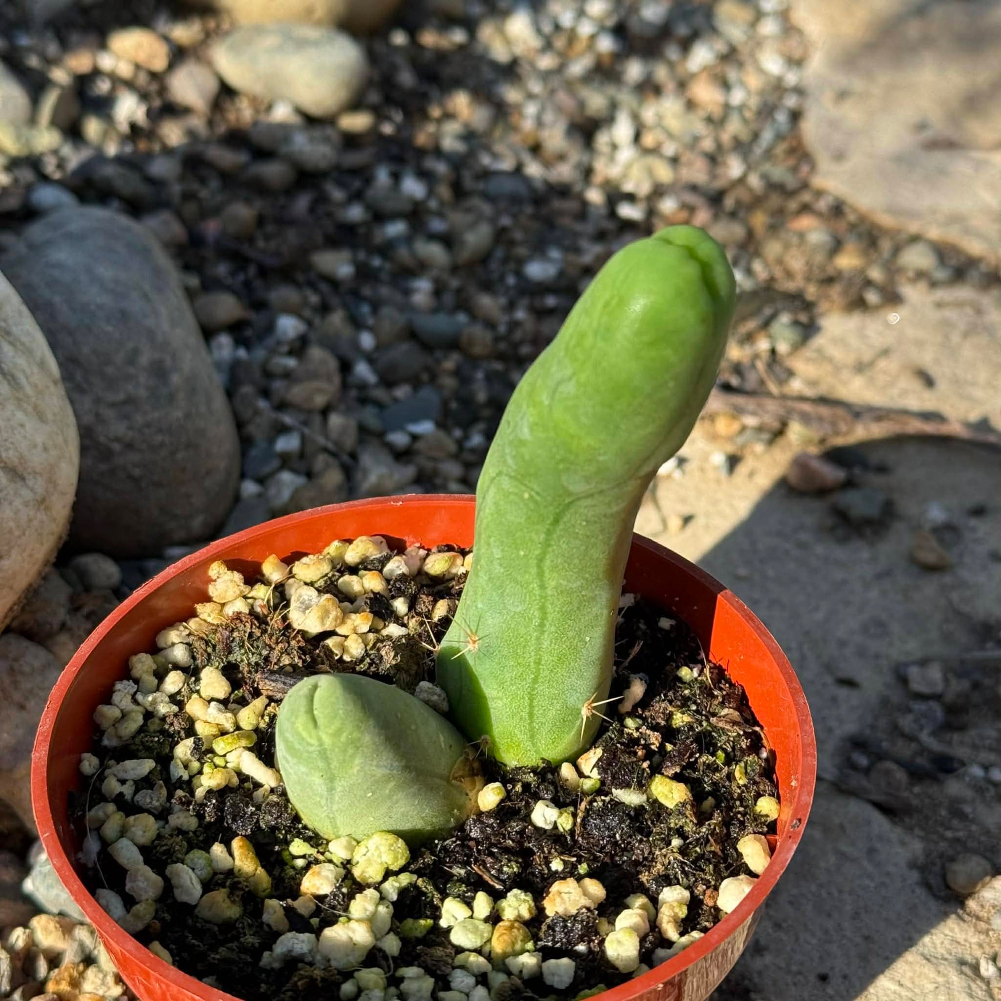Trichocereus Bridgesii Monstrose 'Penis Cactus' - 4 Inch - Succulent - DesertScapeSucculent