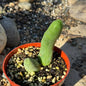 Trichocereus Bridgesii Monstrose 'Penis Cactus' - 4 Inch - Succulent - DesertScapeSucculent