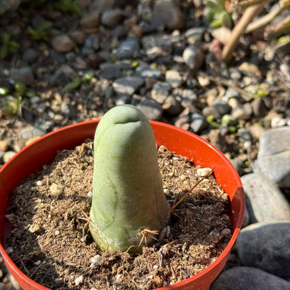 DesertScapeSucculent Succulent 4 Inch Trichocereus Bridgesii Monstrose 'Penis Cactus'