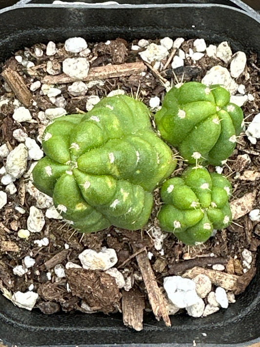 Trichocereus Bridgesii Monstrose