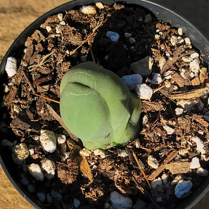 Trichocereus Bridgesii Monstrose 'Penis Cactus'