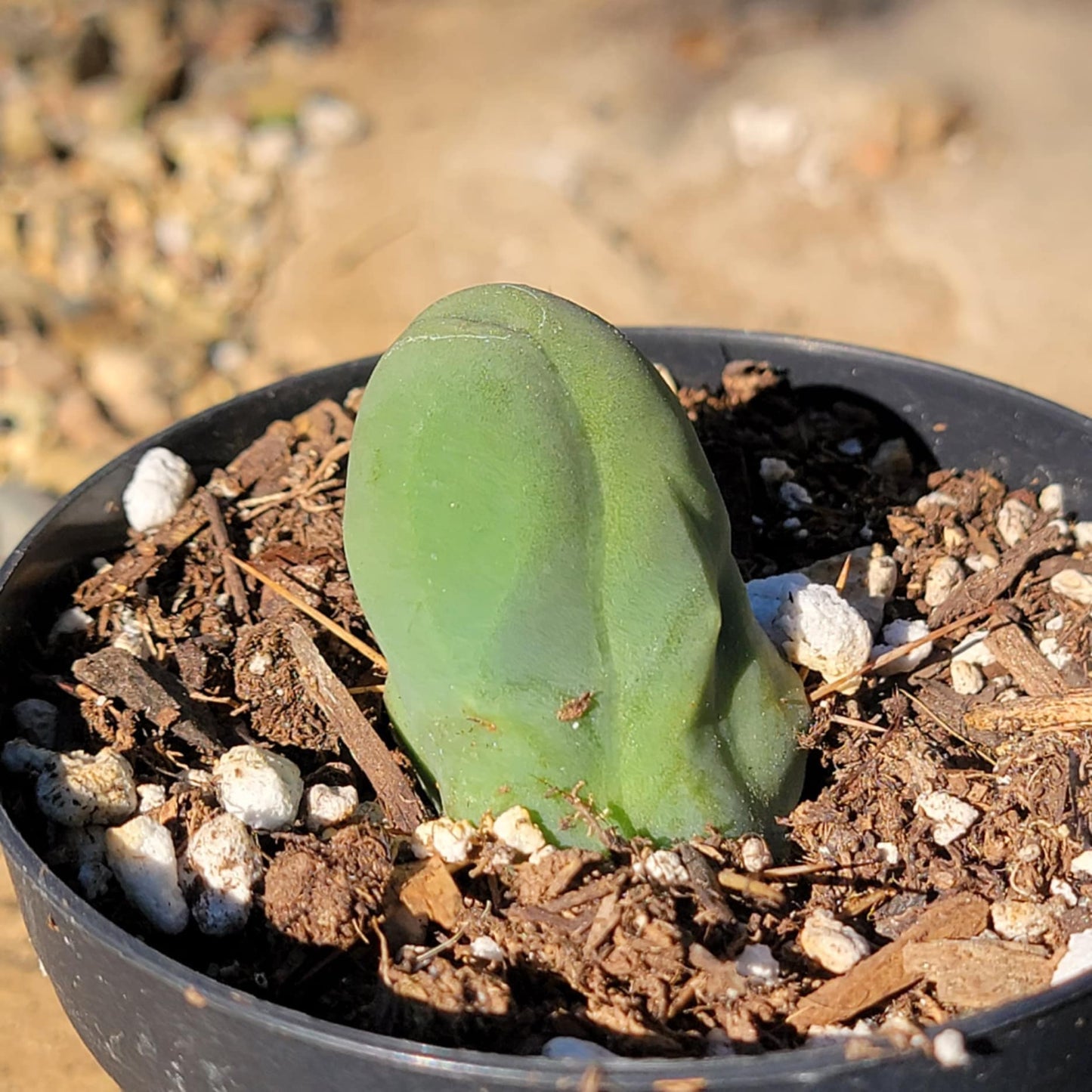 Trichocereus Bridgesii Monstrose 'Penis Cactus'