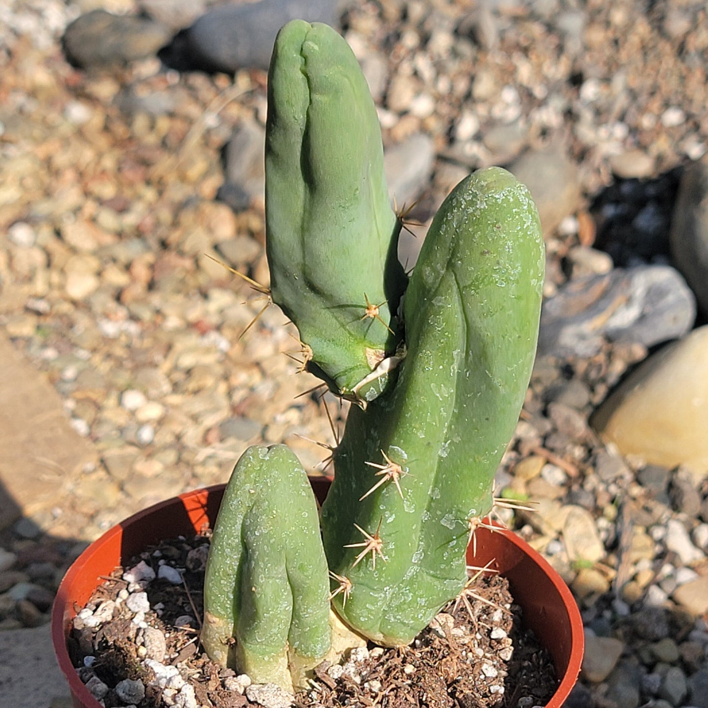 DesertScapeSucculent Succulent 4" Assorted Trichocereus Bridgesii Monstrose 'Penis Cactus'