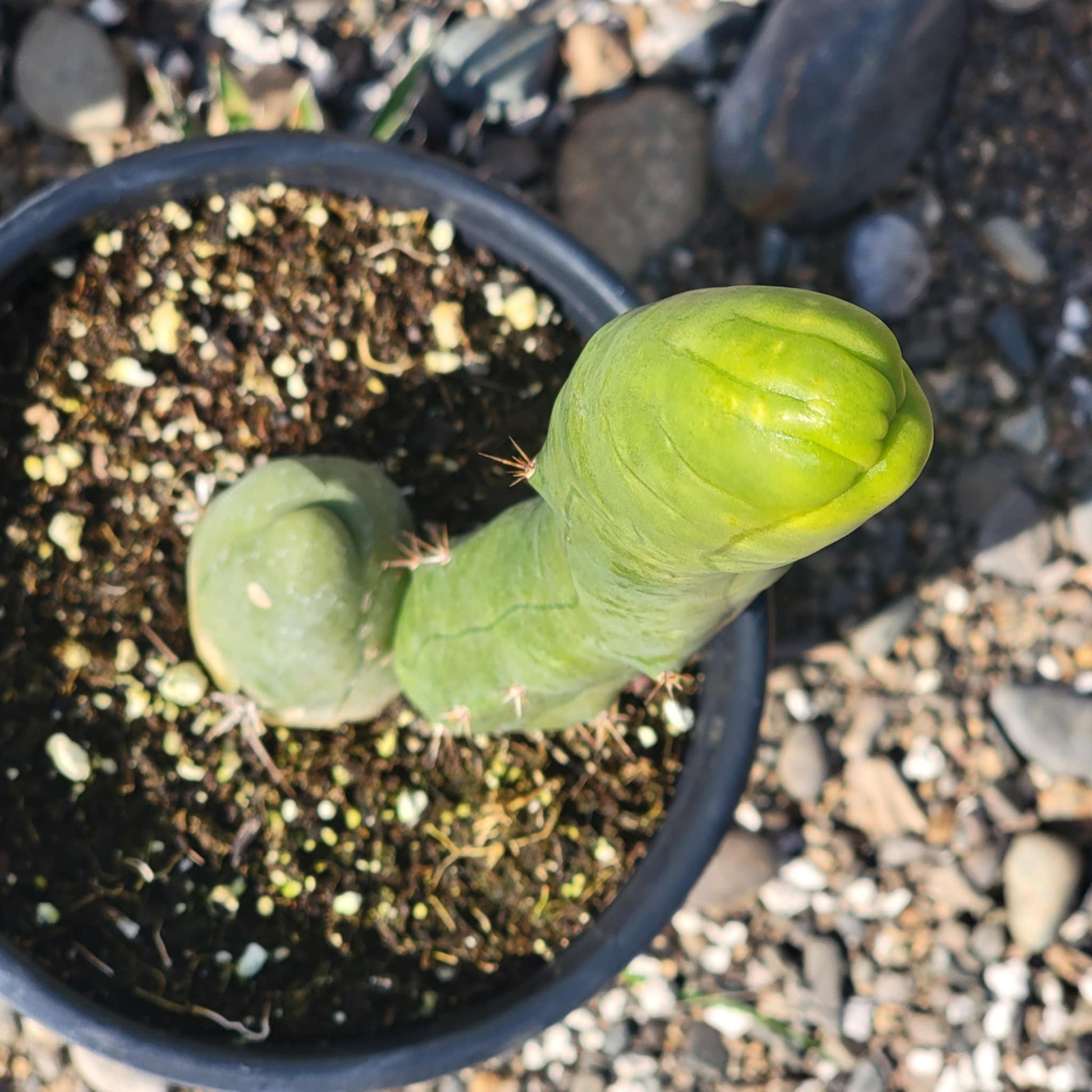 DesertScapeSucculent Succulent Trichocereus Bridgesii Monstrose 'Penis Cactus'