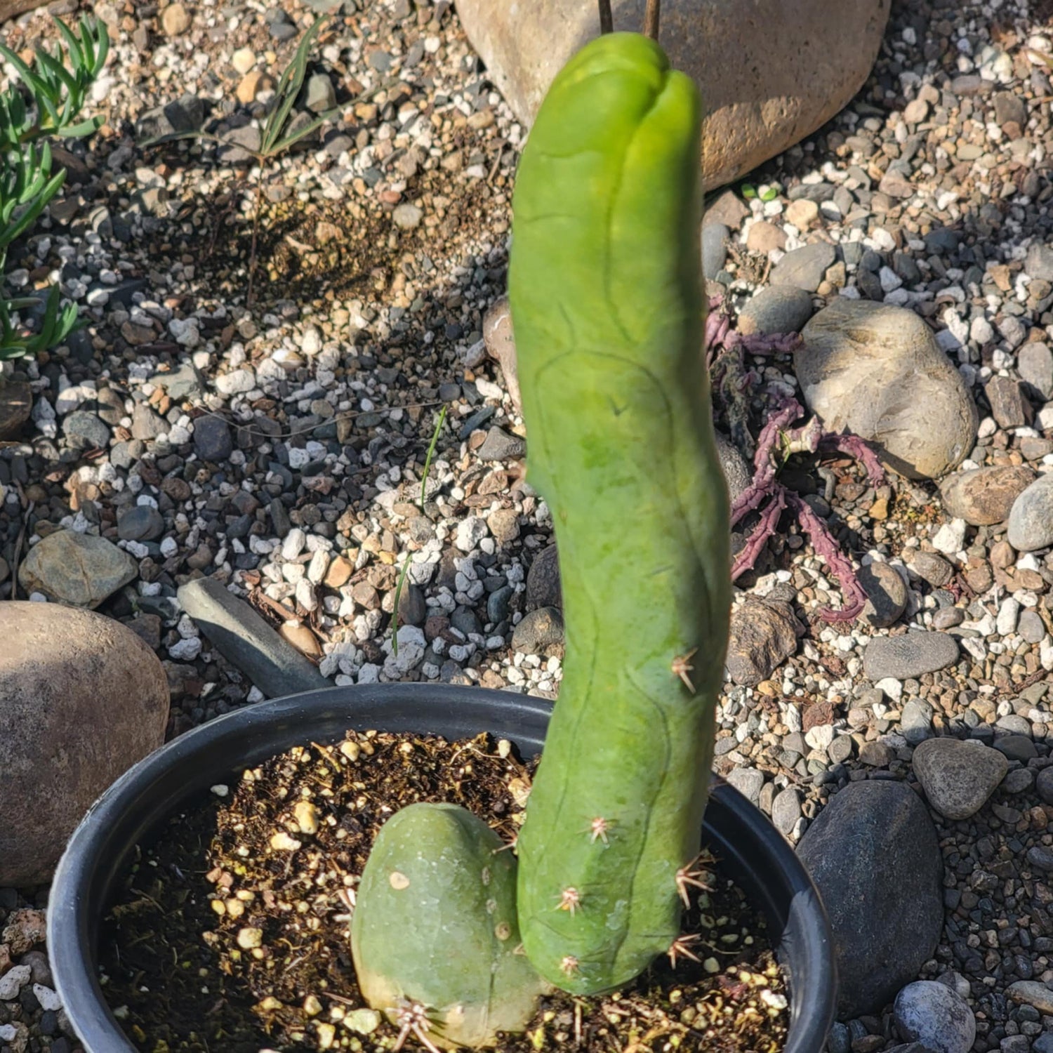 DesertScapeSucculent Succulent 6" Assorted Trichocereus Bridgesii Monstrose 'Penis Cactus'