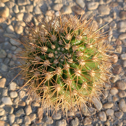 Trichovereus grandiflorus Hybrid 'Torch Cactus'