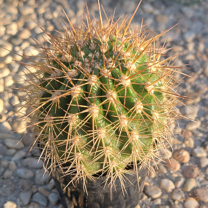 Trichovereus grandiflorus Hybrid 'Torch Cactus'