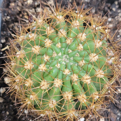 Trichovereus grandiflorus Hybrid 'Torch Cactus'